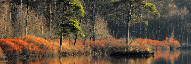 The forests and lakes of Oisterwijk